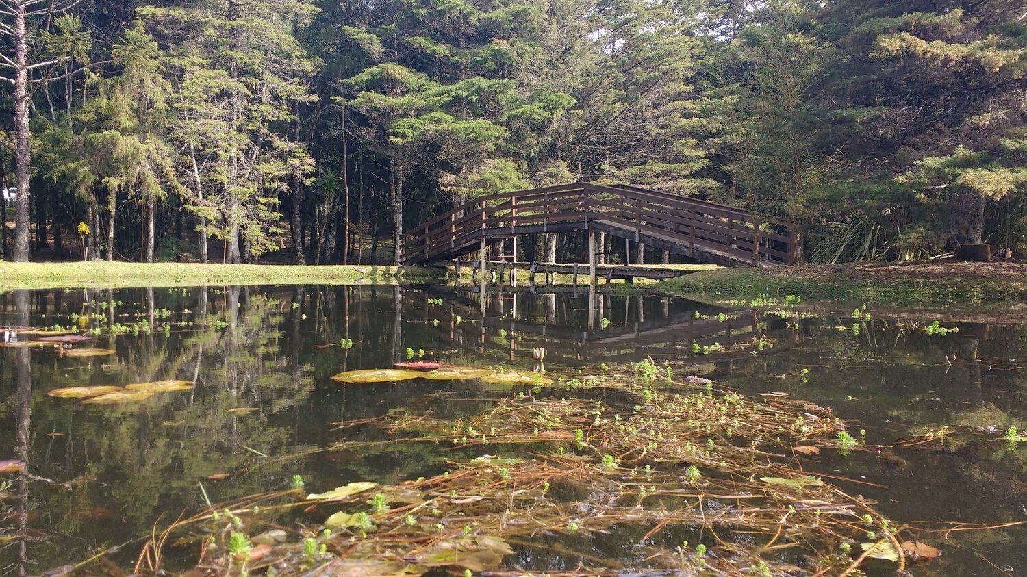 Bridge