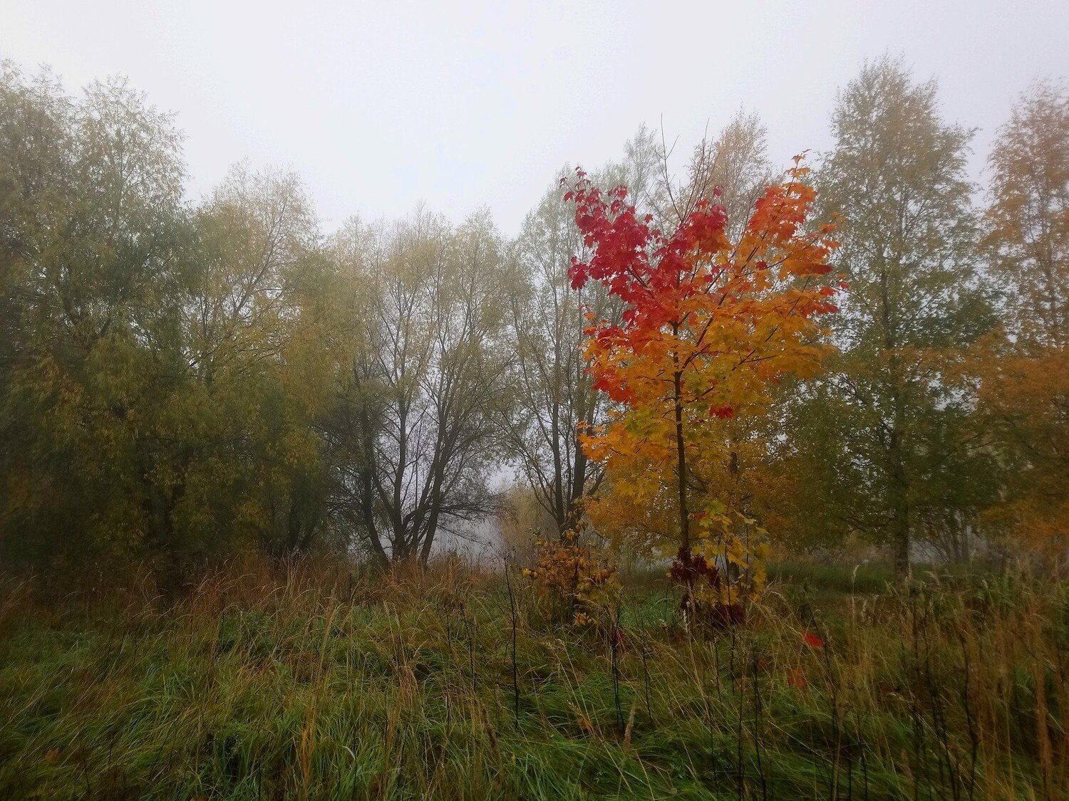 Осень приходит