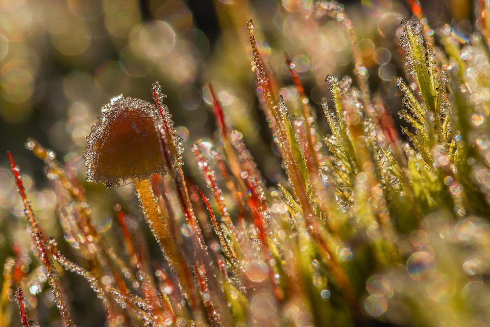 хрустальный мир