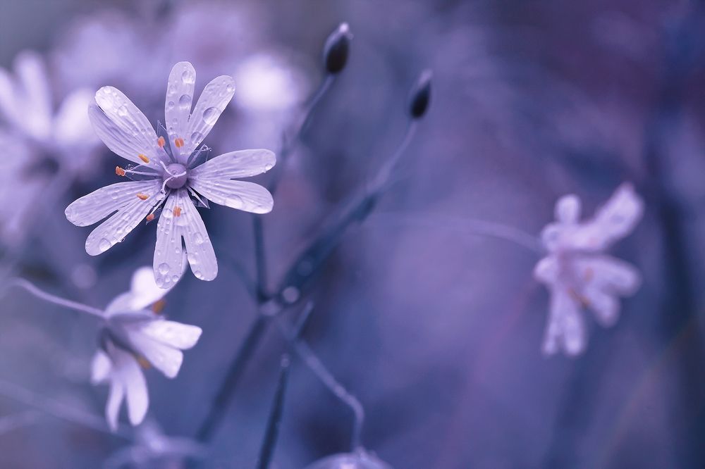 Зимние сны о лете...