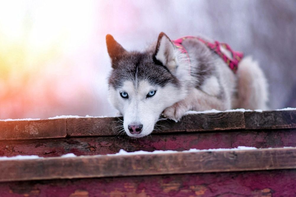 Фотография автора Мария Яропольская