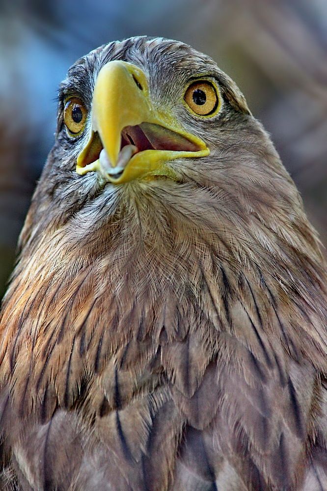 Photograph by Сергей Шаповалов