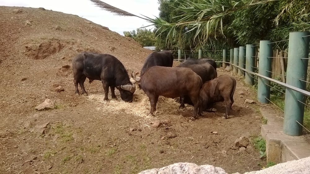 Buffalo