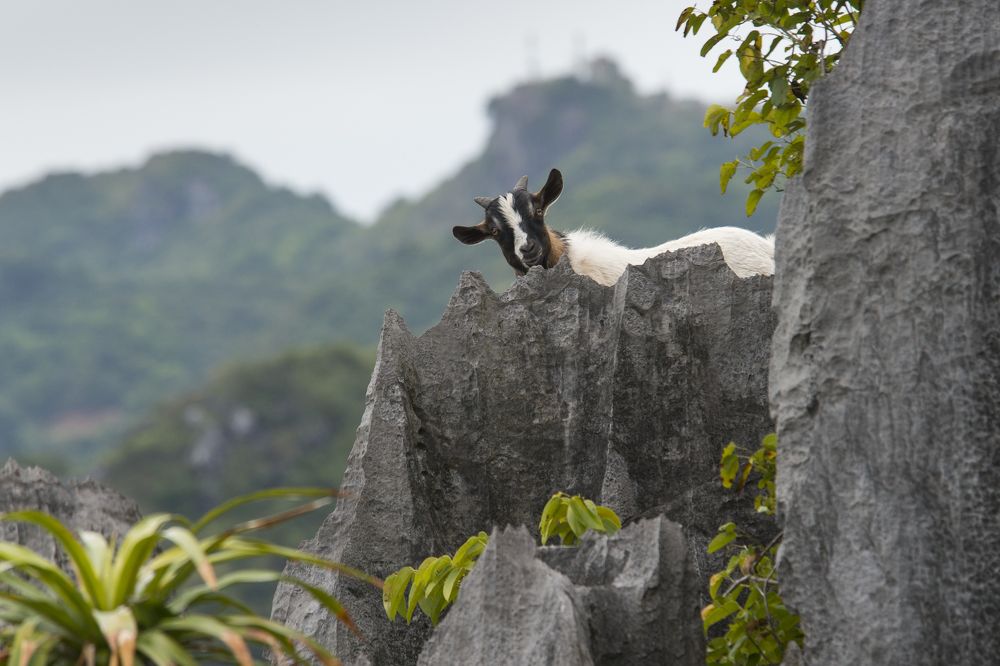 Goat on top