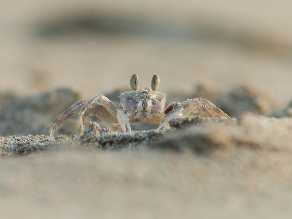 Crab going out