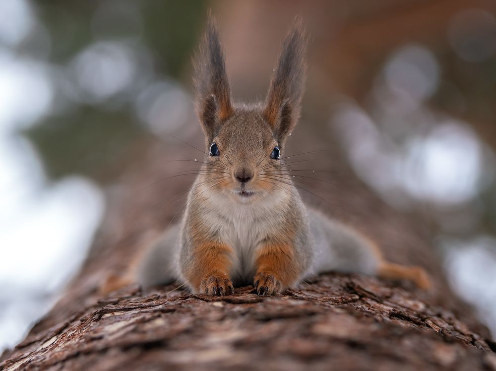 В теплой шубке