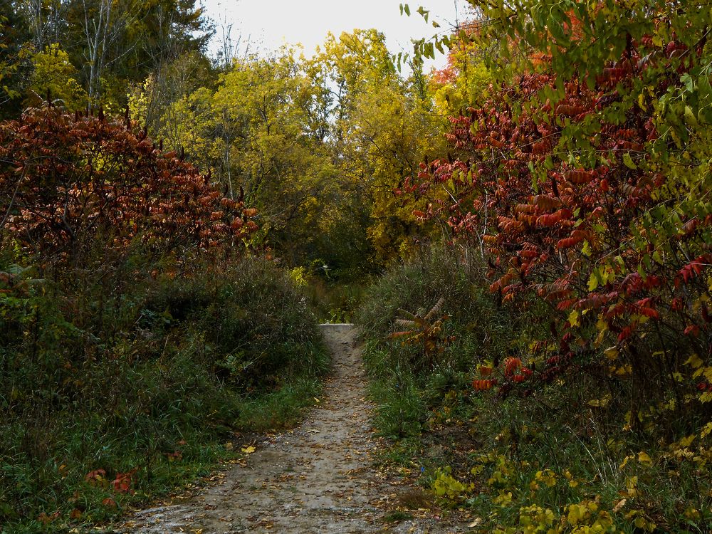 The path