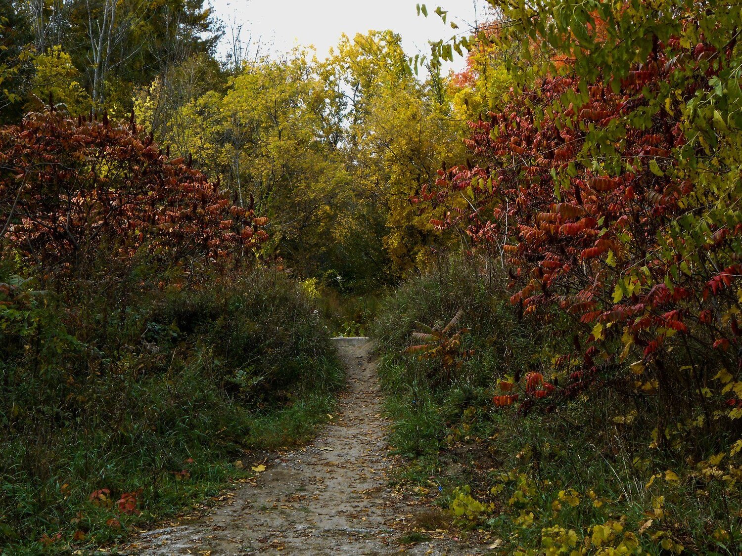 The path