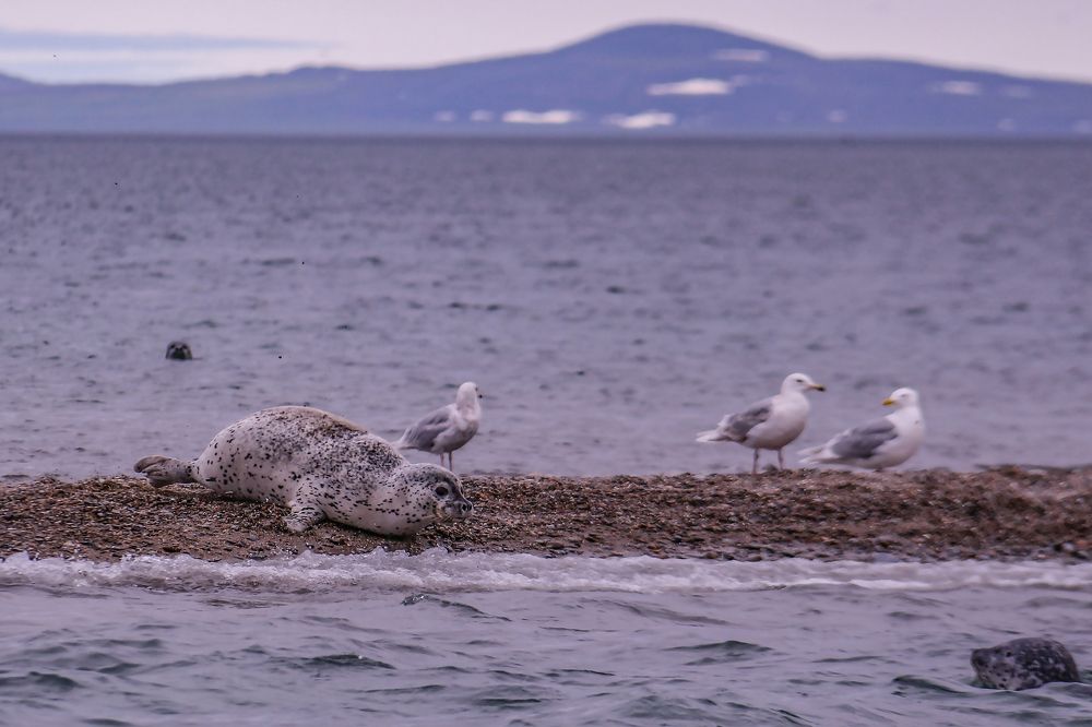 Photograph by Svetlana Guzeeva