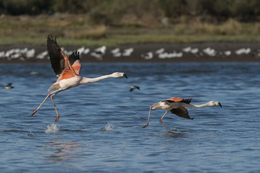 Flamingos