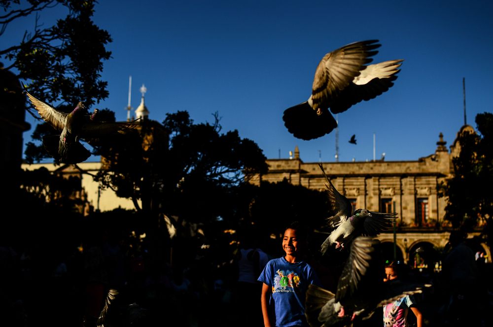 Stirring over the pigeons