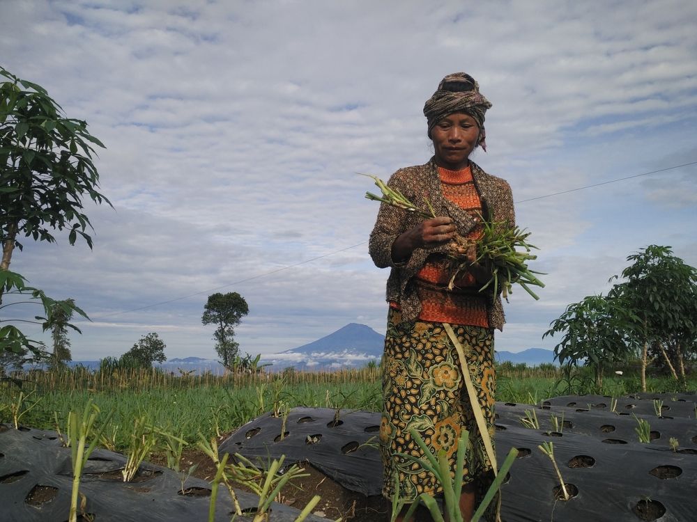 Petani onclang
