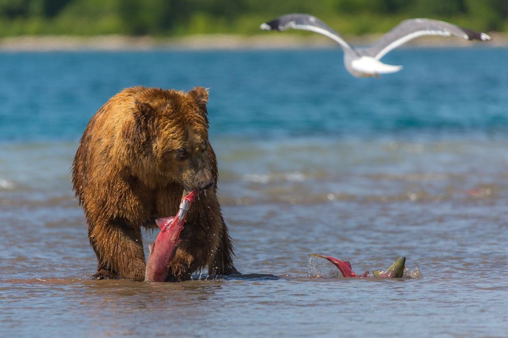 Дни изобилия