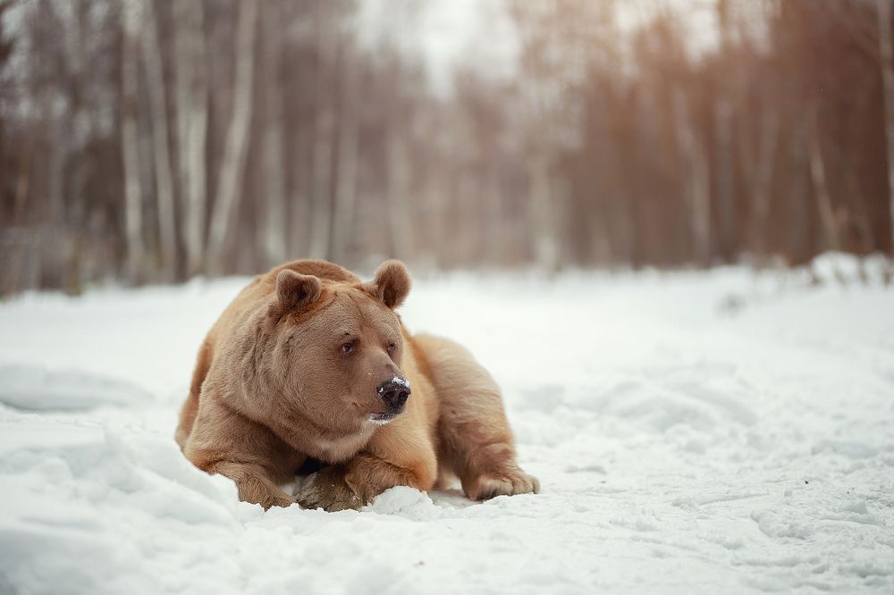 Хозяин земли русской