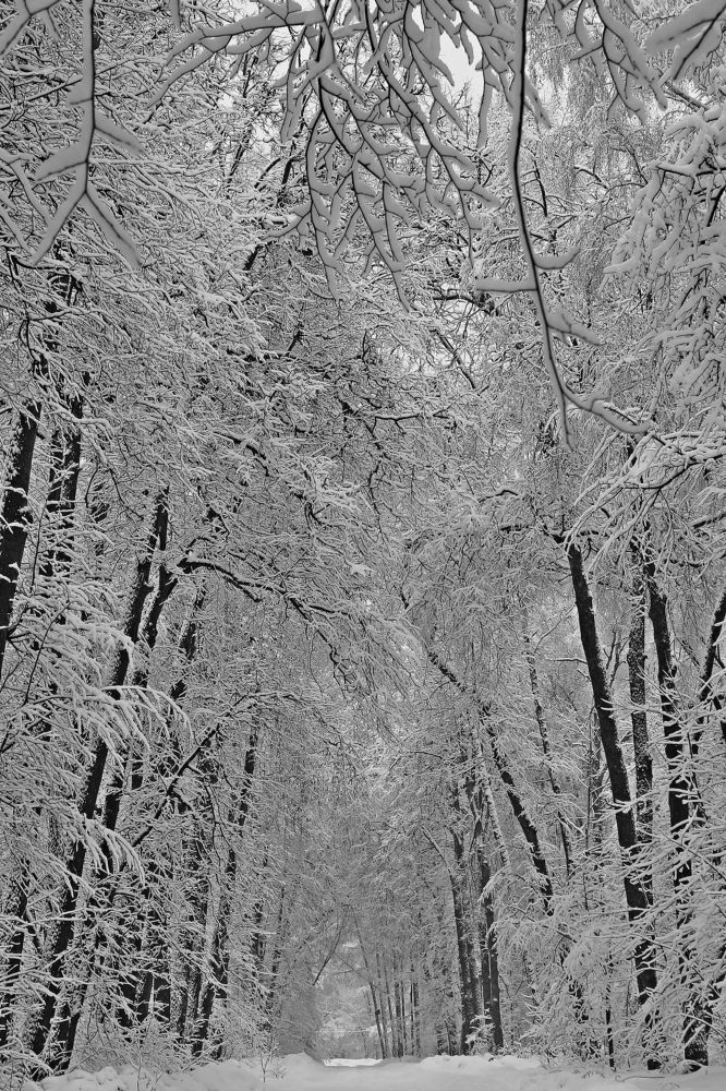 Аллея парка зимой / Park alley in winter