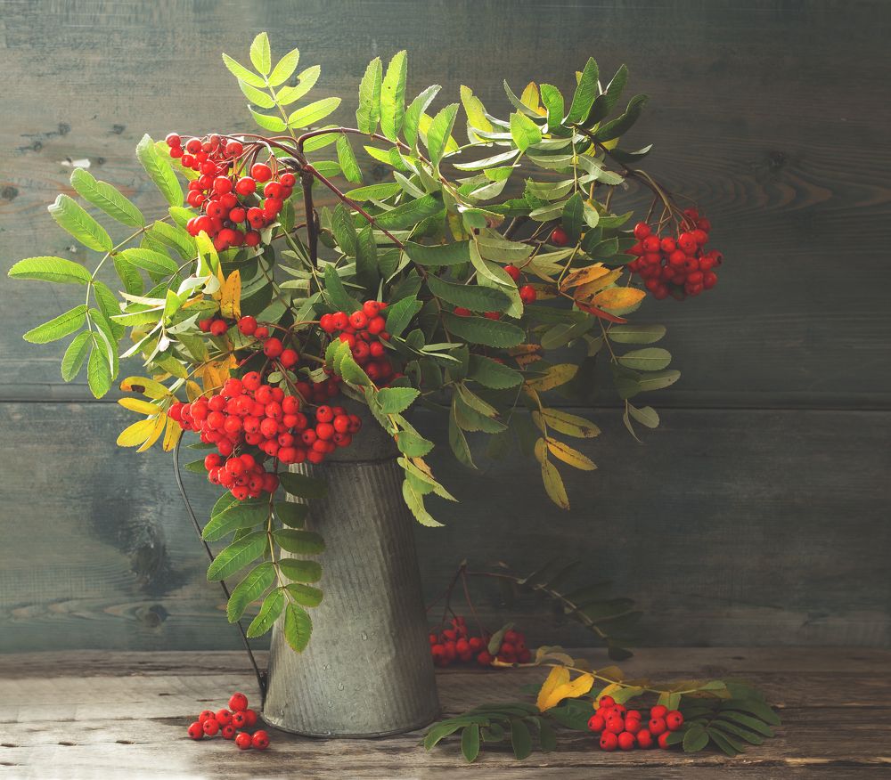 Рябина в кувшине.