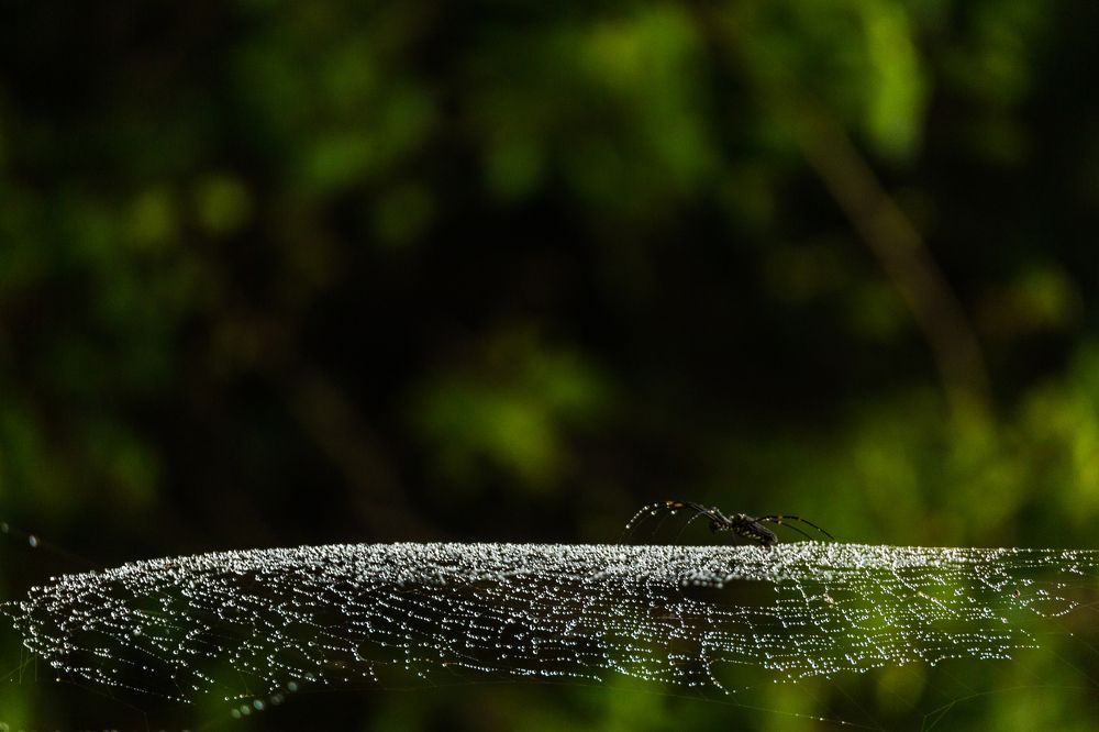A throne of million diamonds !