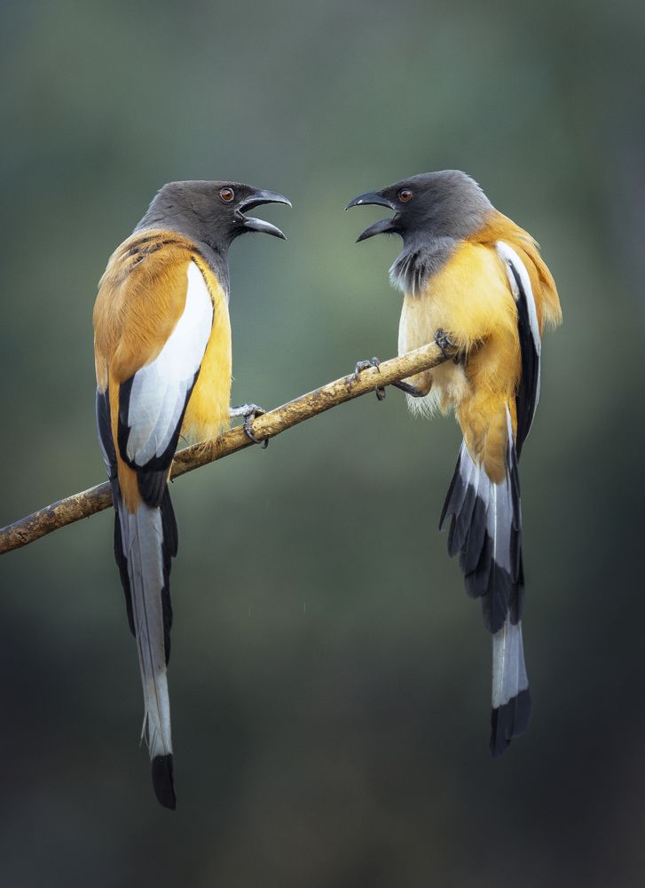 Fight leads you to the love