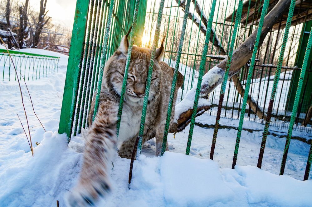 Не смирилась с неволей