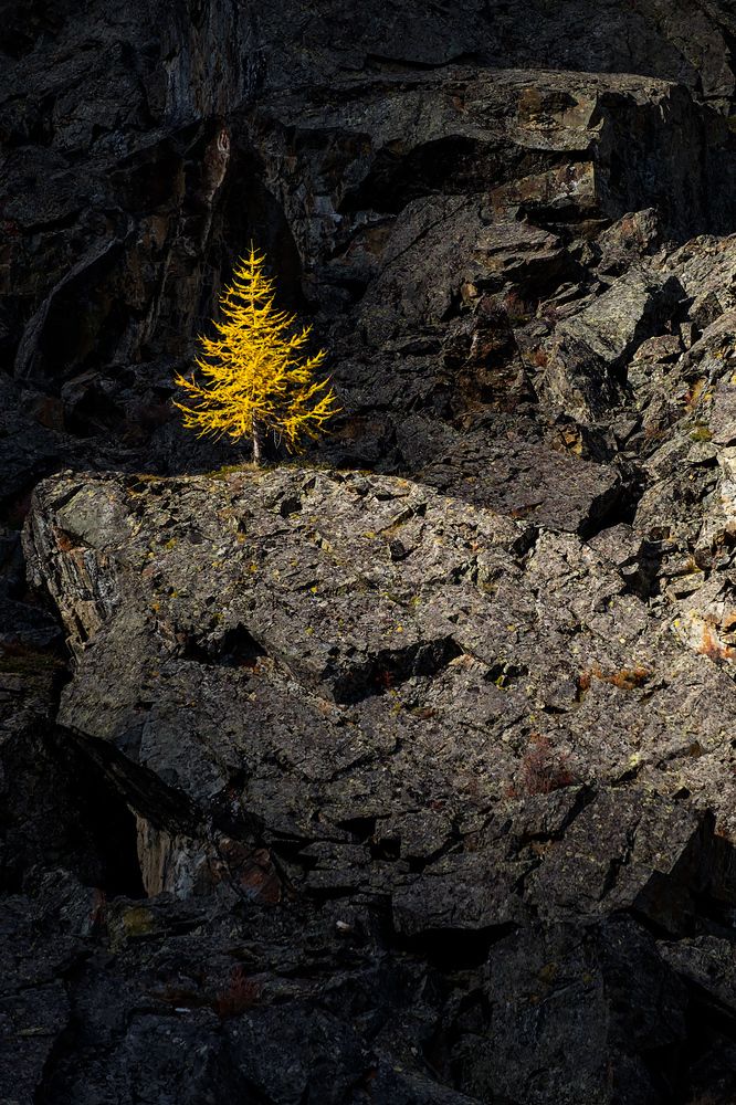 Одинокая лиственница