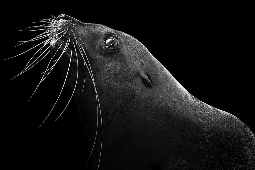 Steller sea lion\'s portrait