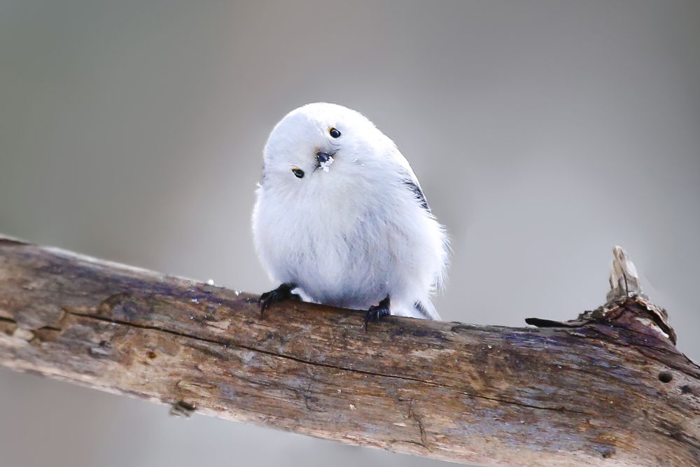 Angel of the snow country