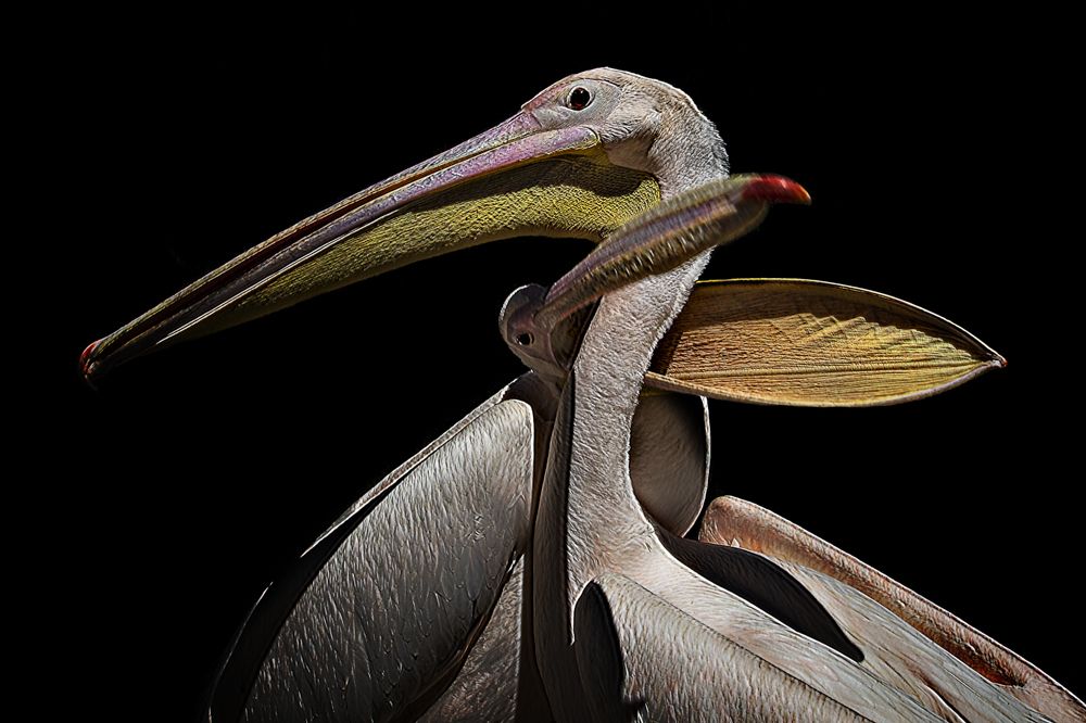 White Pelican