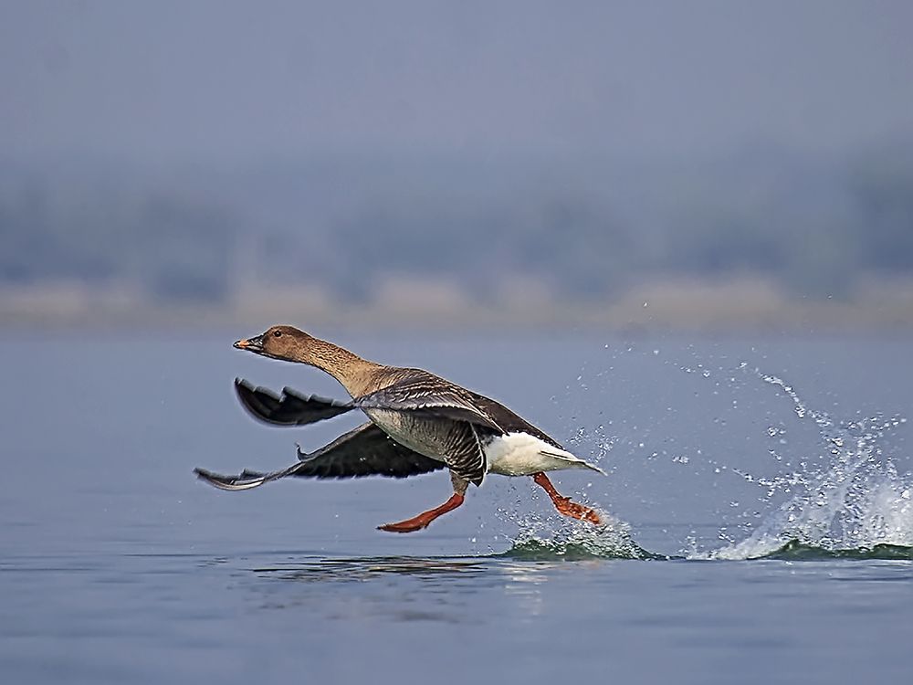 I can walk in the water