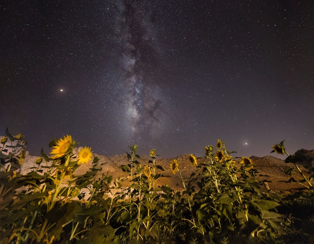 sunflower or milkywayflower