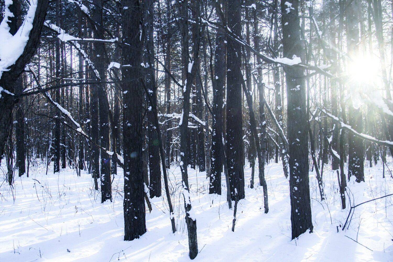 snowy forest