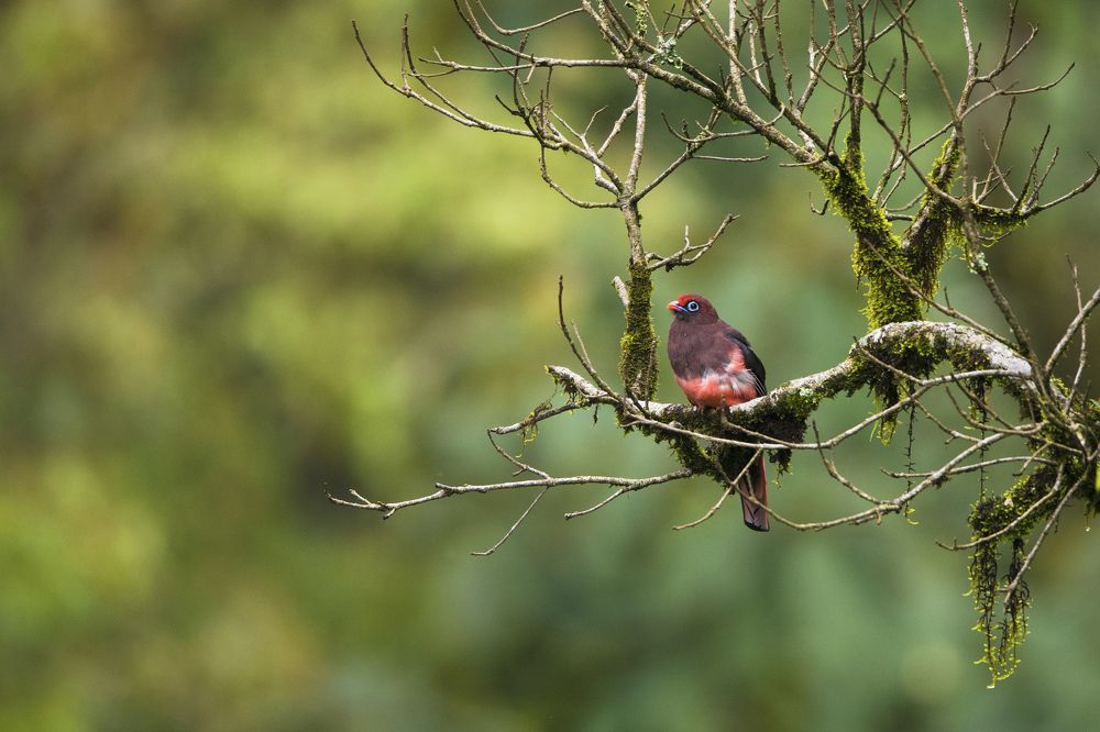 Phantom of the Forest