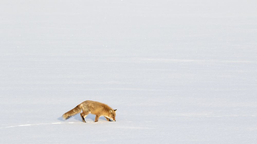 Only fox in the snow ~simple beauty~