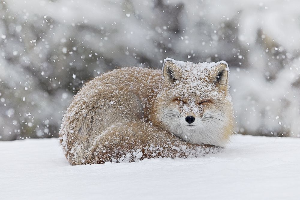 The way to survive the cold land