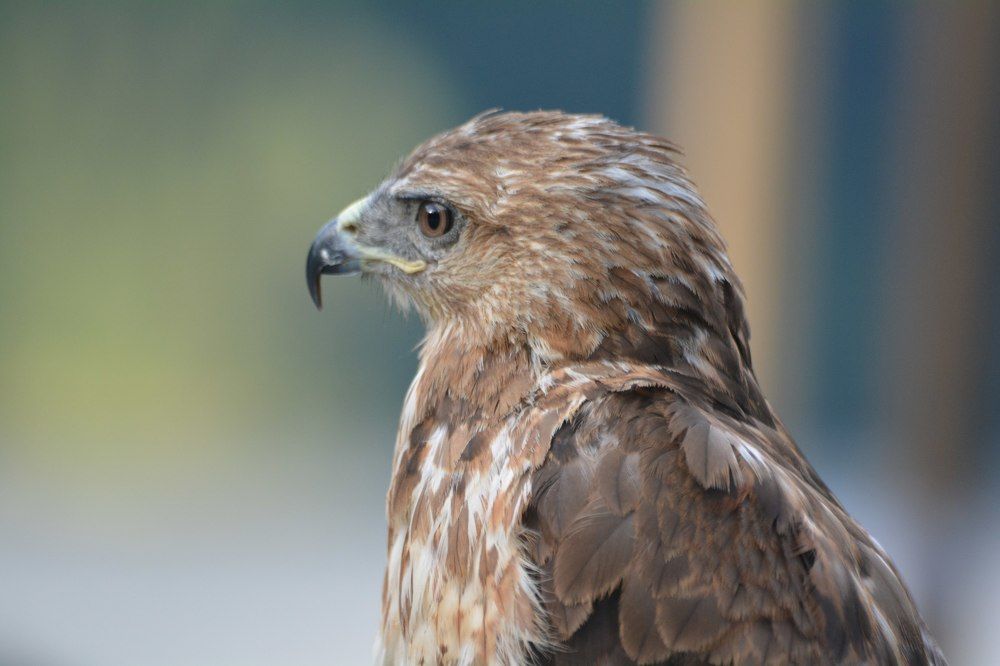 настороженность