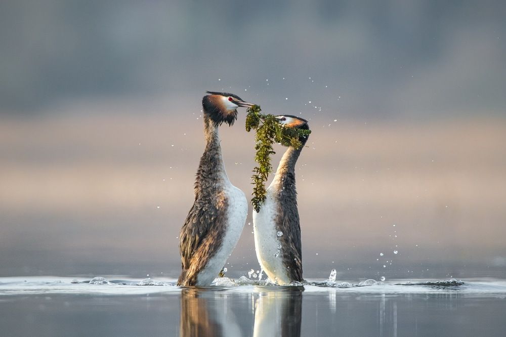 Ты-мне,я-тебе