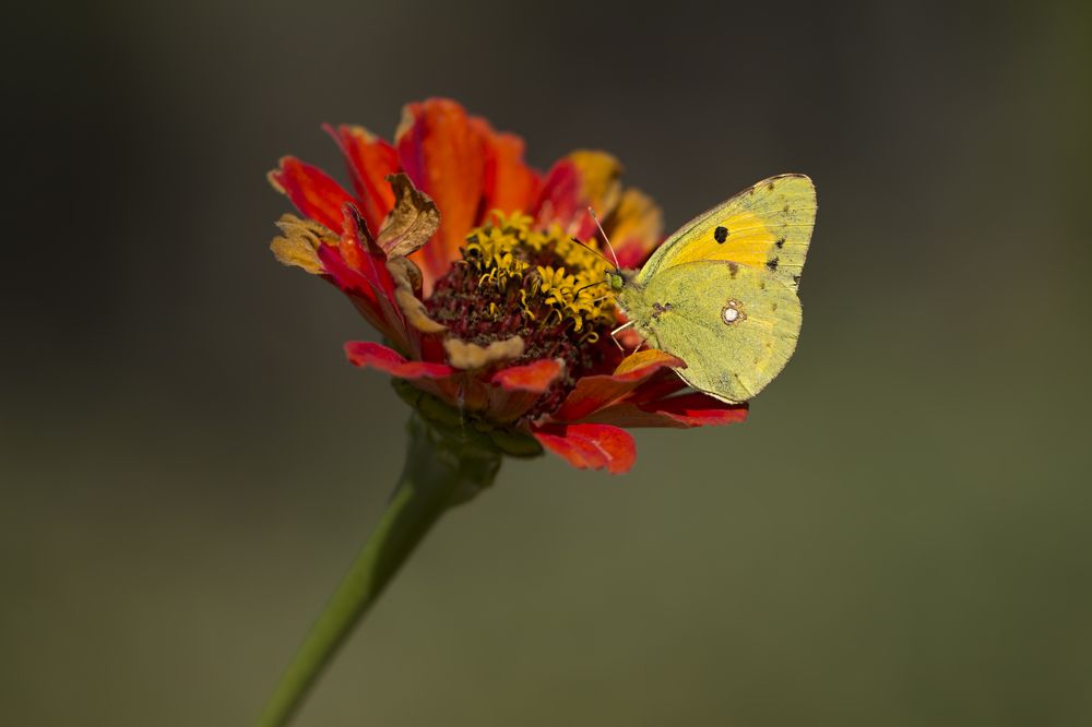 Photograph by Selma Kotancı