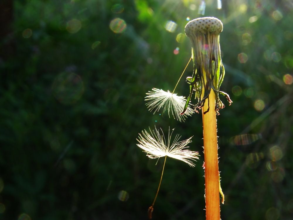 Не улетай...погаснут краски мира...
