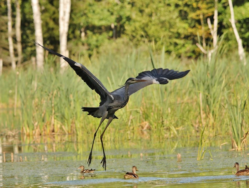 Серая цапля