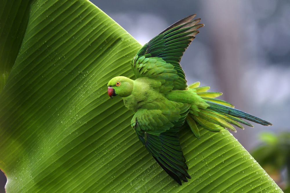 Parakeet\'s Poise!