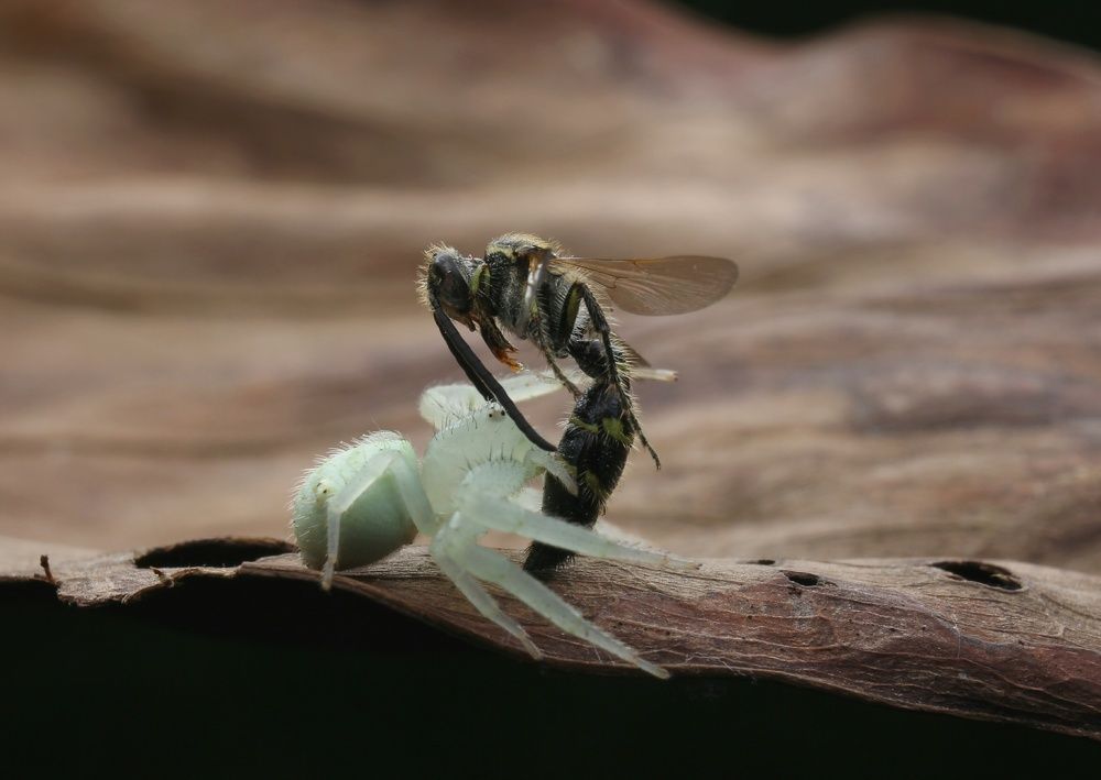 Spider crab with prey