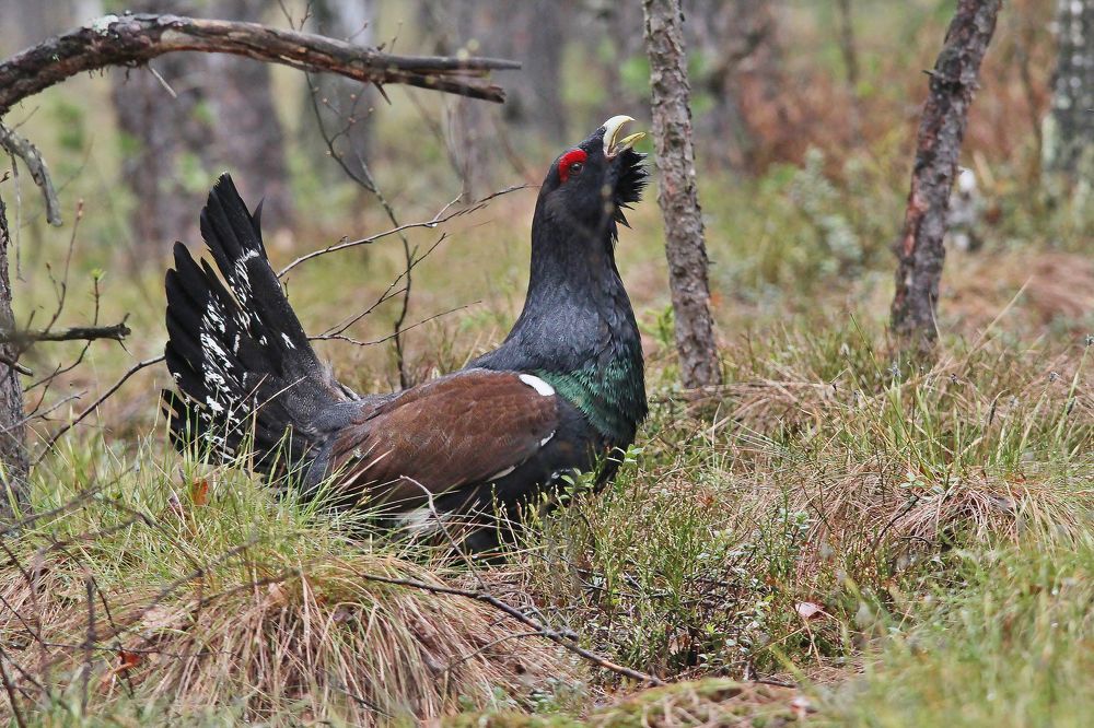 Глухарь на току