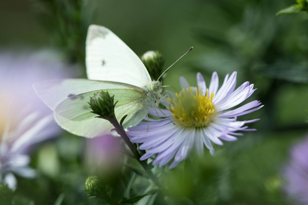 Обычна капустница