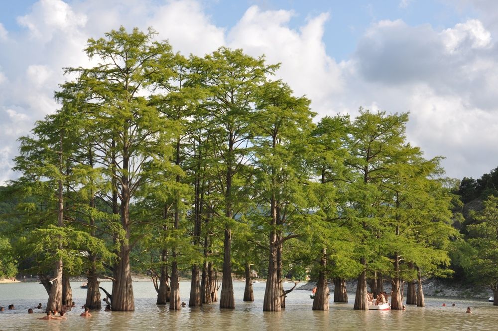 Кипарисовая роща на оз. Сукко