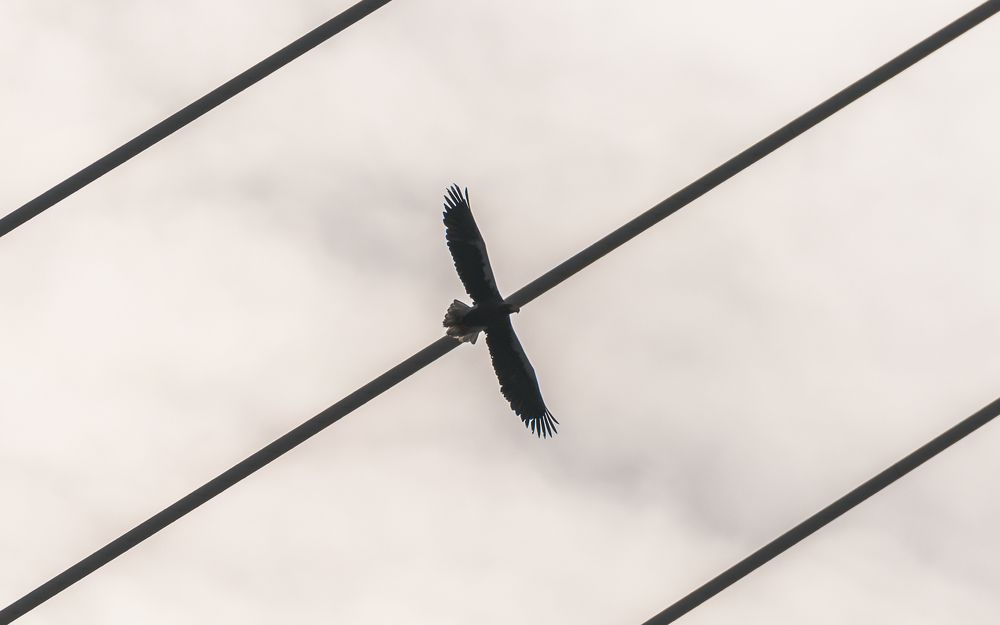 Орланы на фоне моста Владивостока ,через Бухту Золотой Рог