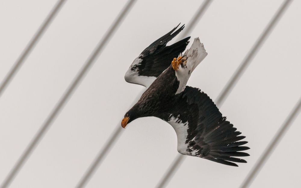 Орланы на фоне моста Владивостока ,через Бухту Золотой Рог