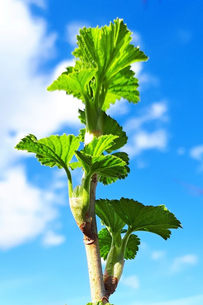 Весна