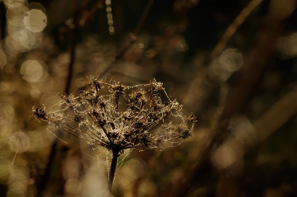 Тепло осенней росы