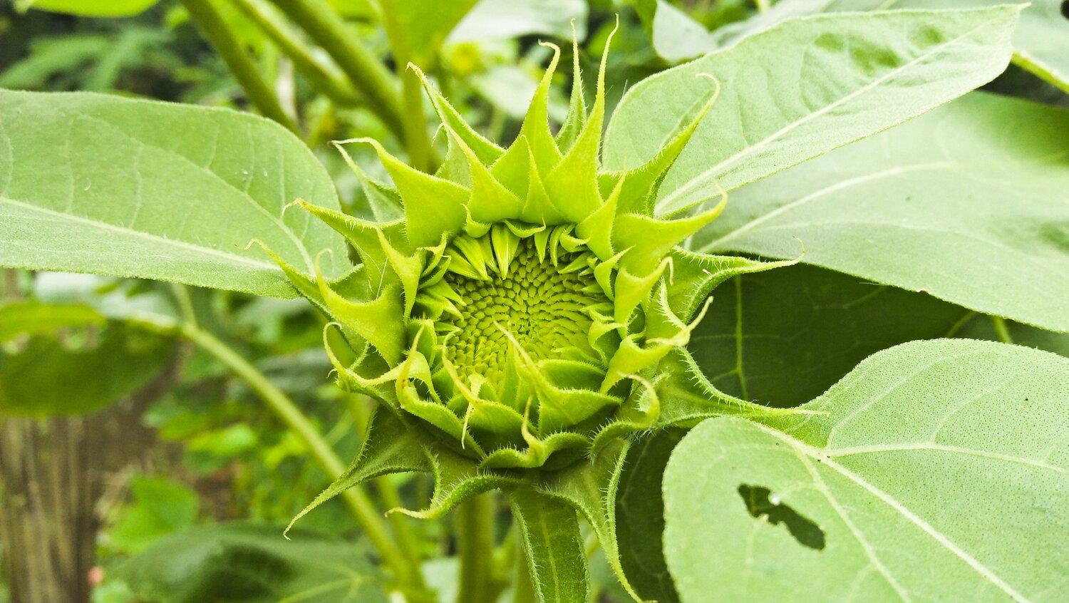 SUN FLOWER