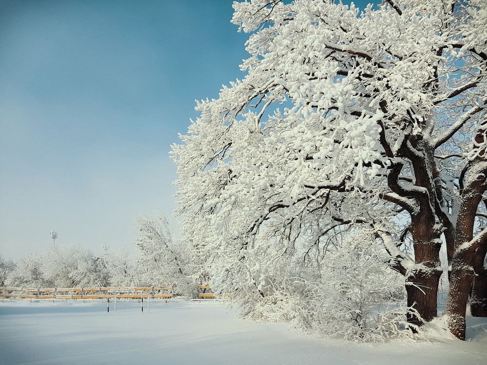 Морозный день
