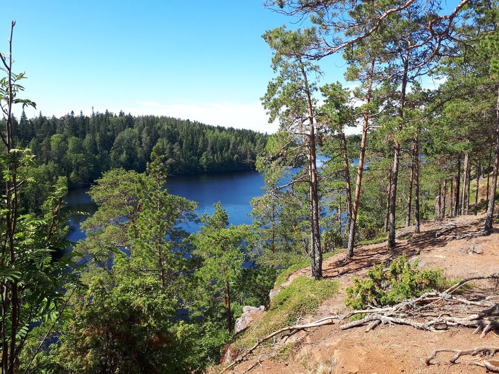 Валаамский лес